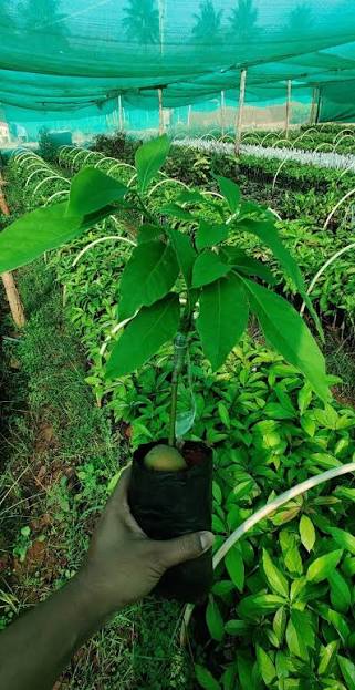 Butter Fruit Plants (Bulb) — Avocado sapling available at Agro Nursery Garden